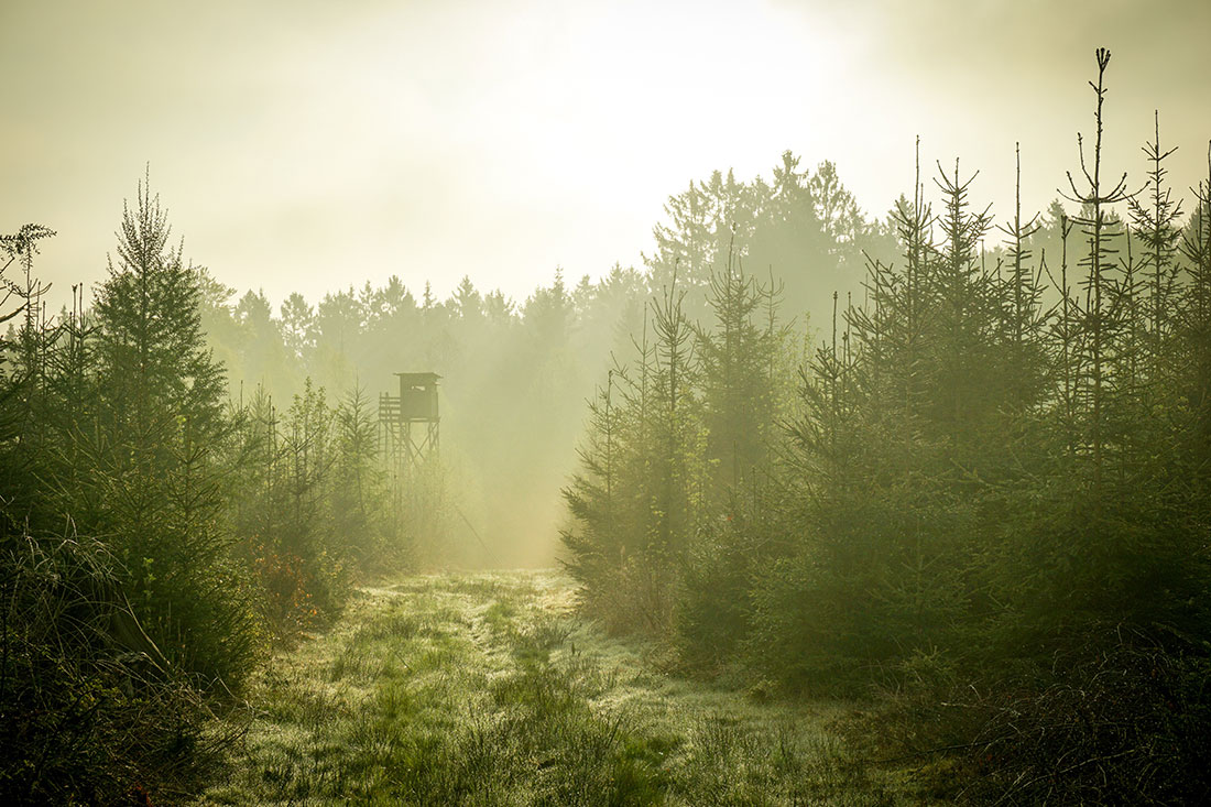 Wald mit Nebel im Hintergrund und nebligem Himmel, Jäger-Hochstuhl im Hintegrund