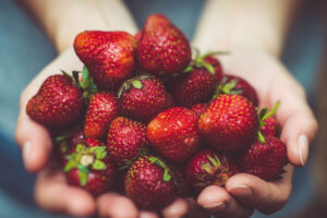 Zwei Hände halten gereifte tiefrote Erdbeeren