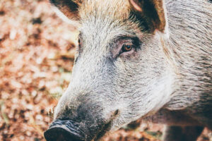 Kopf eines lebenden Wildschweines
